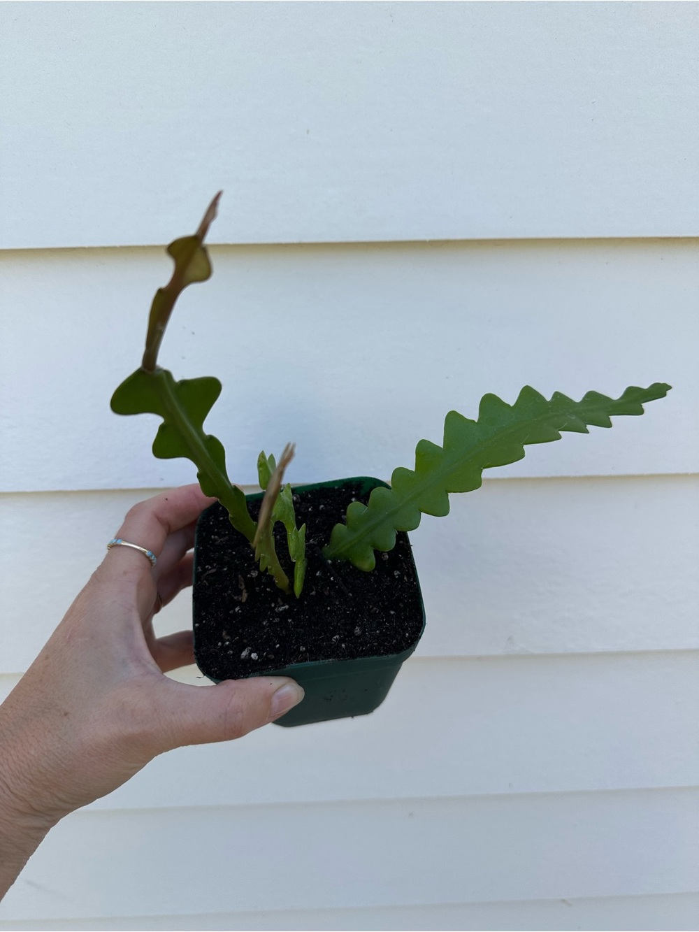 Green Zigzag Leaf Reptile Plant - Live Epiphyllum Cuttings